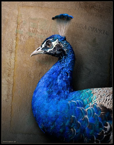 Flickr La formation vidéo pour mes photos peut être trouvée ici:
<a rel=